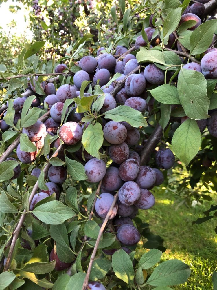 Vand prune din livada proprie
