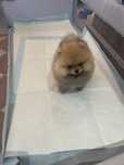 Pui Pomeranian boo