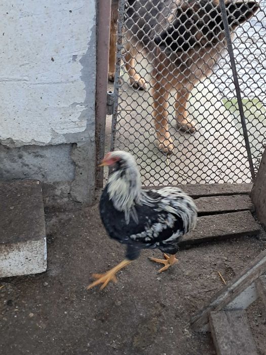Vând cocoși araucana
