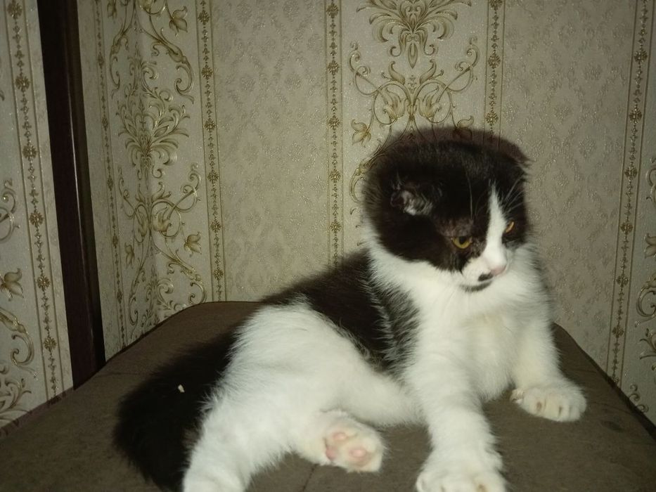 Скотишфолд зотли Мушук сотилади