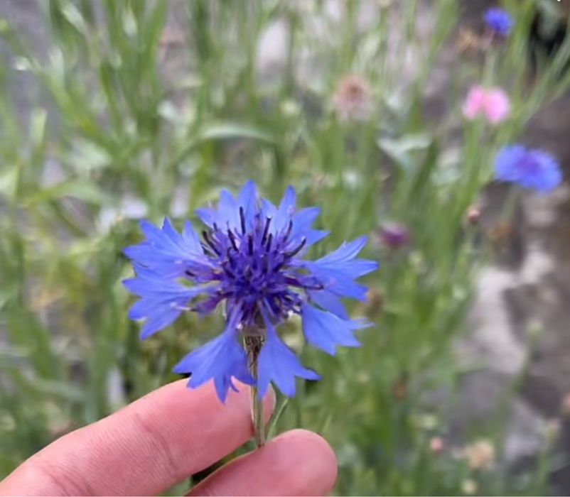 Seminte de albăstrea (Centaurea cyanus) 100pcs