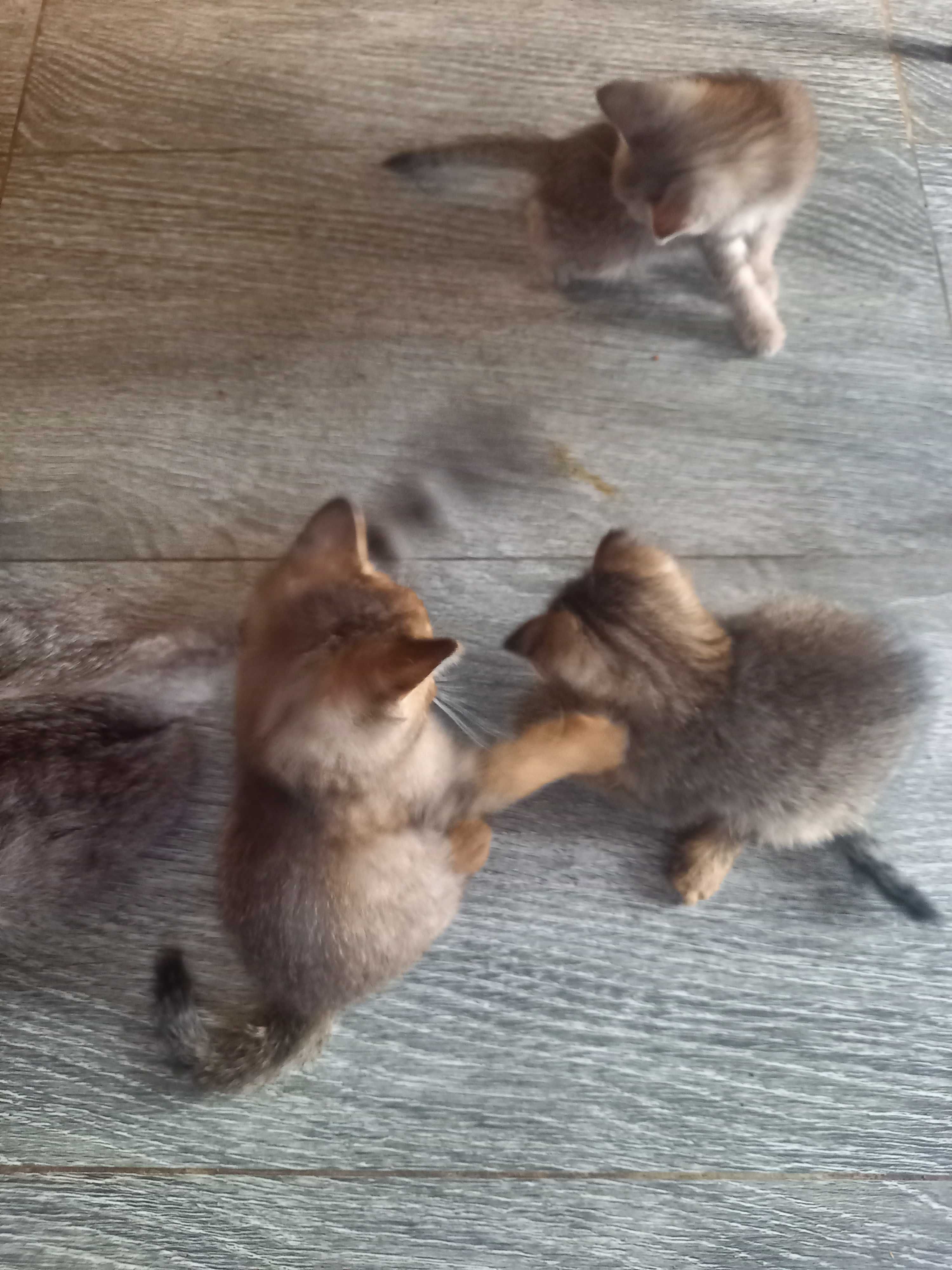 Котят отдаём в Добрые руки