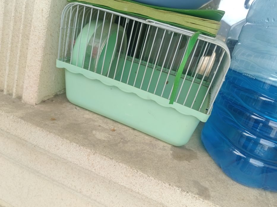 Клетка хомяк Байтурсынова Макатаева