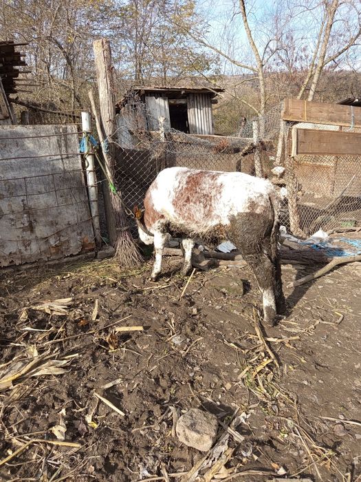 Tăuraș belgian de 2 luni jumate