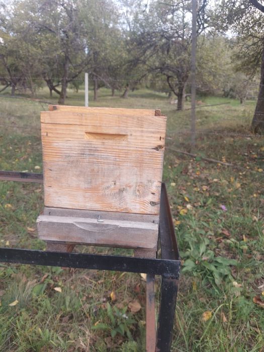 Vând nucleu împerechere.