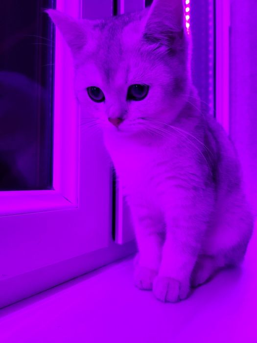 Серебристая шиншилла