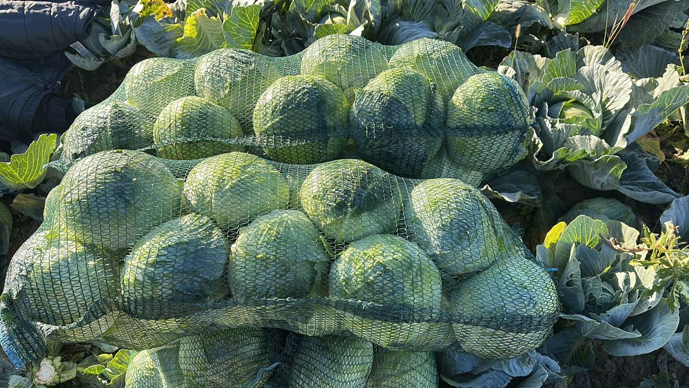 Varza Bucharest si Gintama