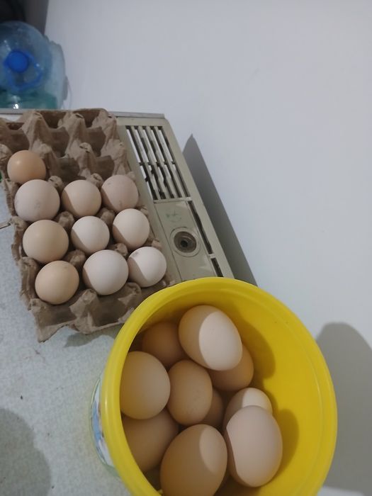 Honaki tovug tuxumlari sotiladi uruglangan donasi 3 ming