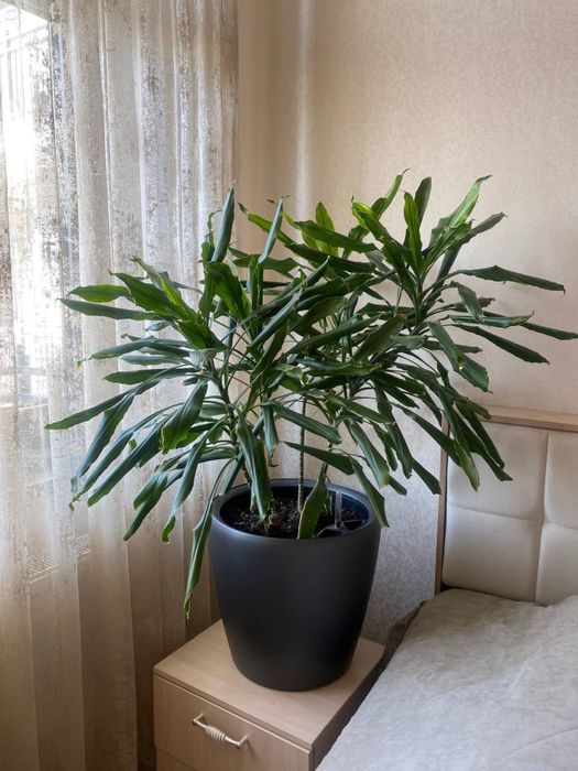 Продается уветок