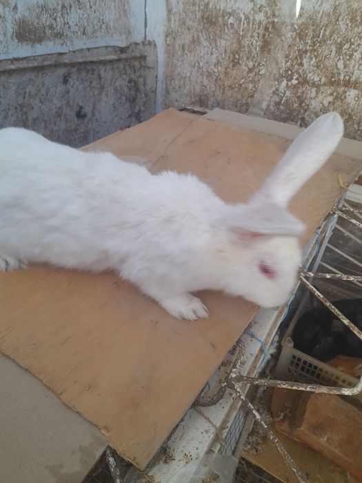 Quyon sotiladi 1 marta bolalagan