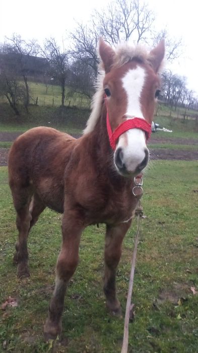 Mânz de vânzare de 4 luni