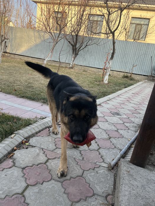 Отдам в хорошие руки немецкую овчарку