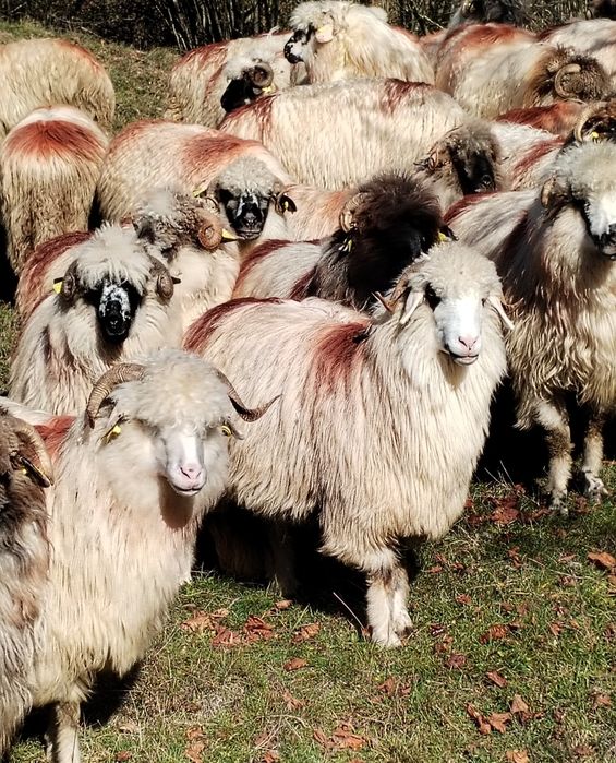 Oi de vânzare pe ales