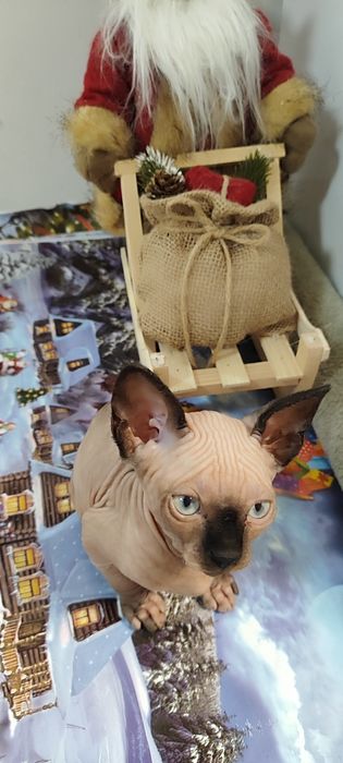 Канадски  Сфинкс