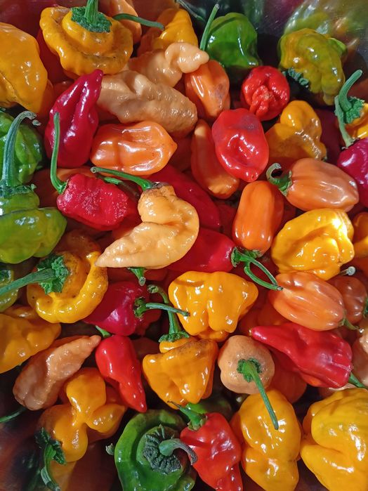 Ardei iute Carolina reaper, Ghost, Scotch bonnet, Habanero