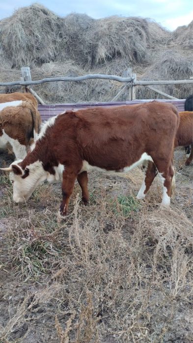 Продам 450 000, находятся в районе Аккулы 68 км