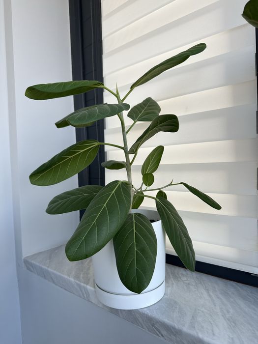 Фикус Бенгальский