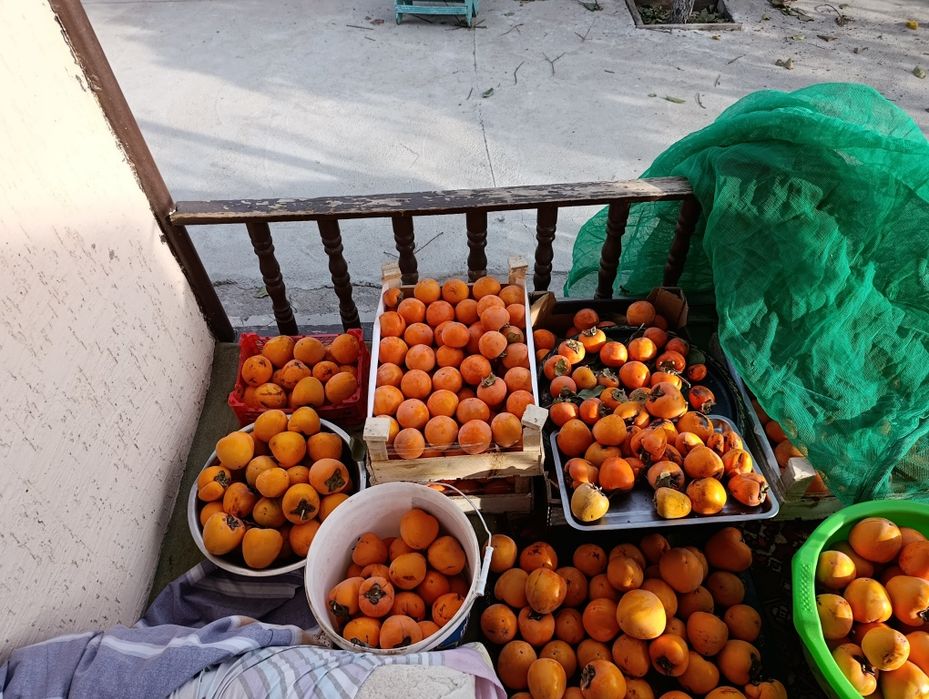 Uzo voxtgacha saqlasa boladgan xurmo ikki xil limon va shkoladniy