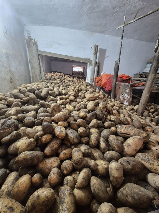 Vând cartofi  consum calibru mare