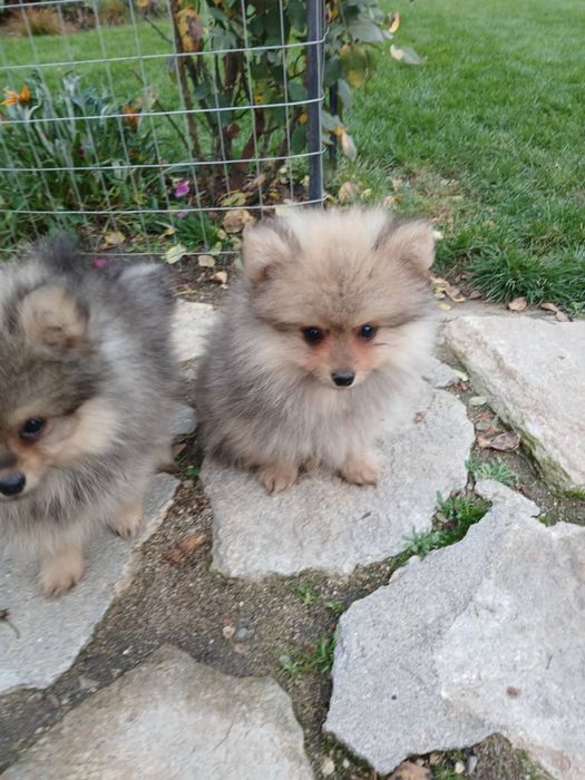 Мъжки Померанчета