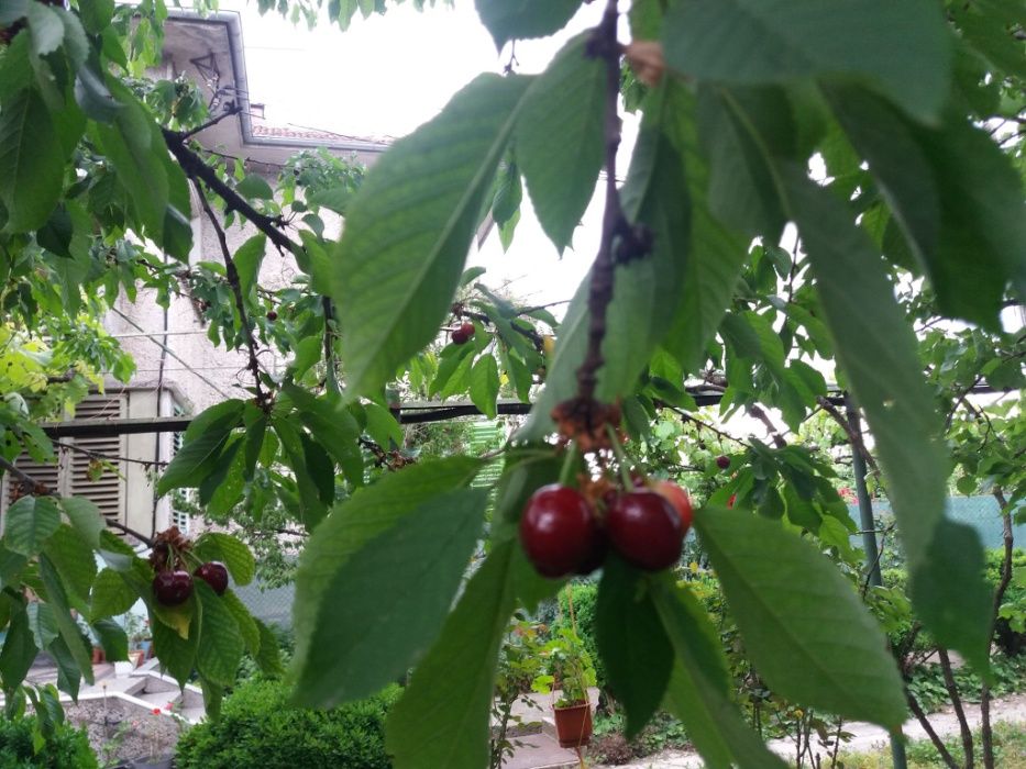 Къща монолитна 220 кв.м.+ дворно място в гр.Горна Оряховица