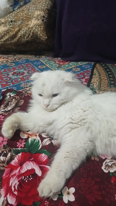 Shotland mushuki sotiladi