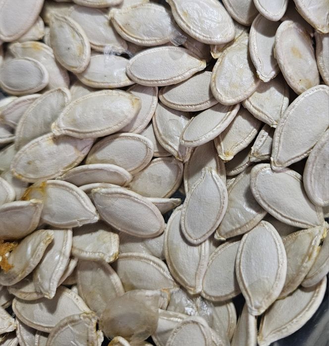 Semințe dovleac de anul acesta,2025