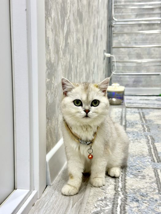 Серебристая британская шиншила