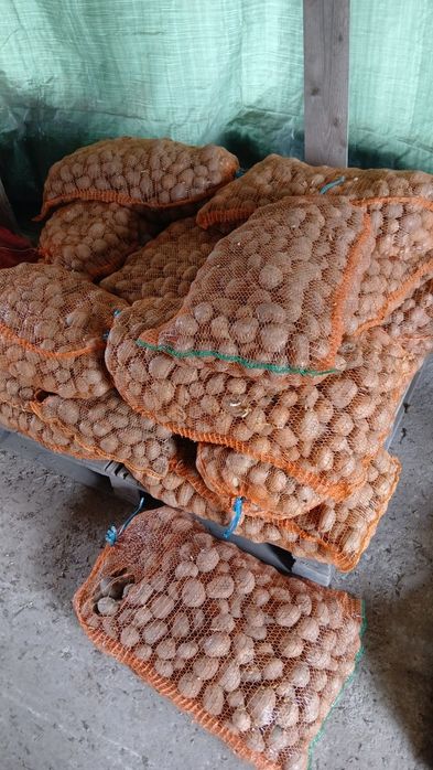 Cartofi animale 074[060]45[98)