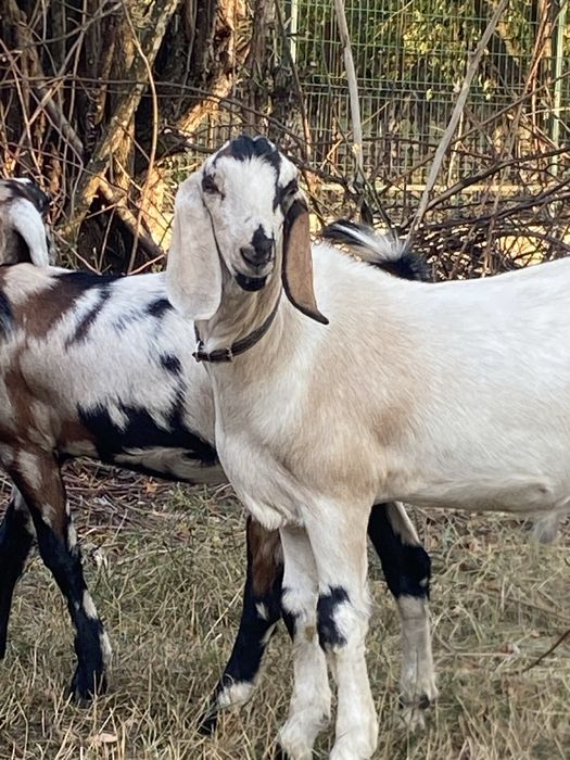 Vindem capre anglonubiene