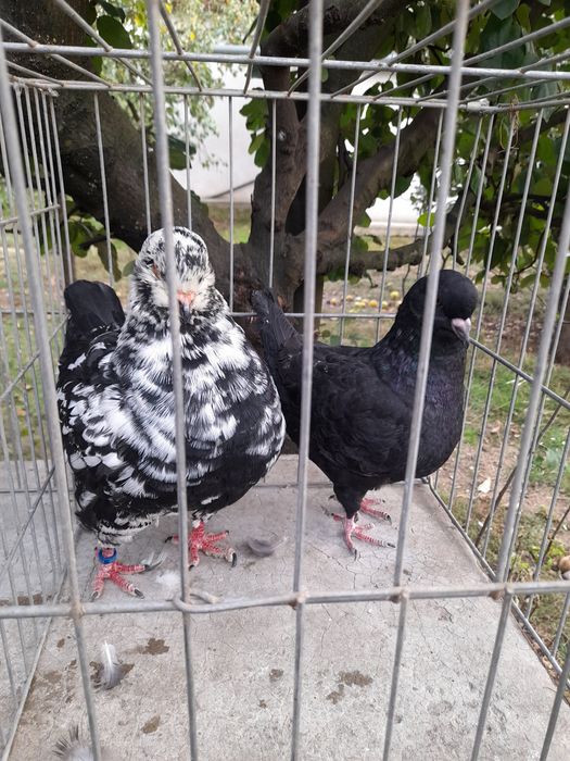 Vand sau schimb porumbei kingi