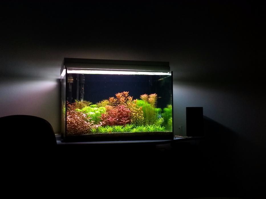 Intretinere acvariu si amenajari acvarii oriunde in tara