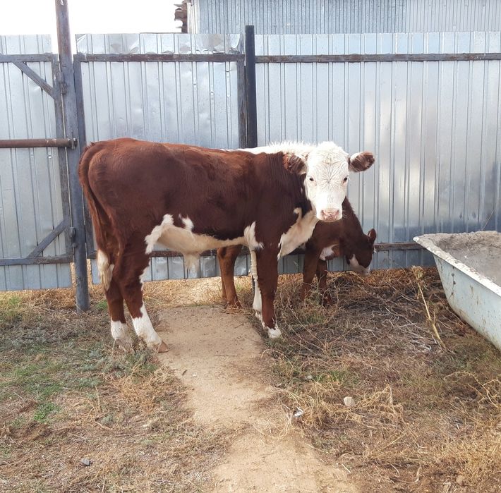 Ақбас Подсос Баспак Откормға