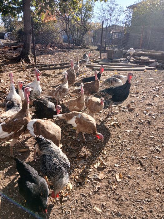 Млади домашни пуйки