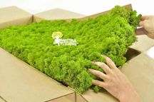 1 kg Licheni canopy nuanta light green