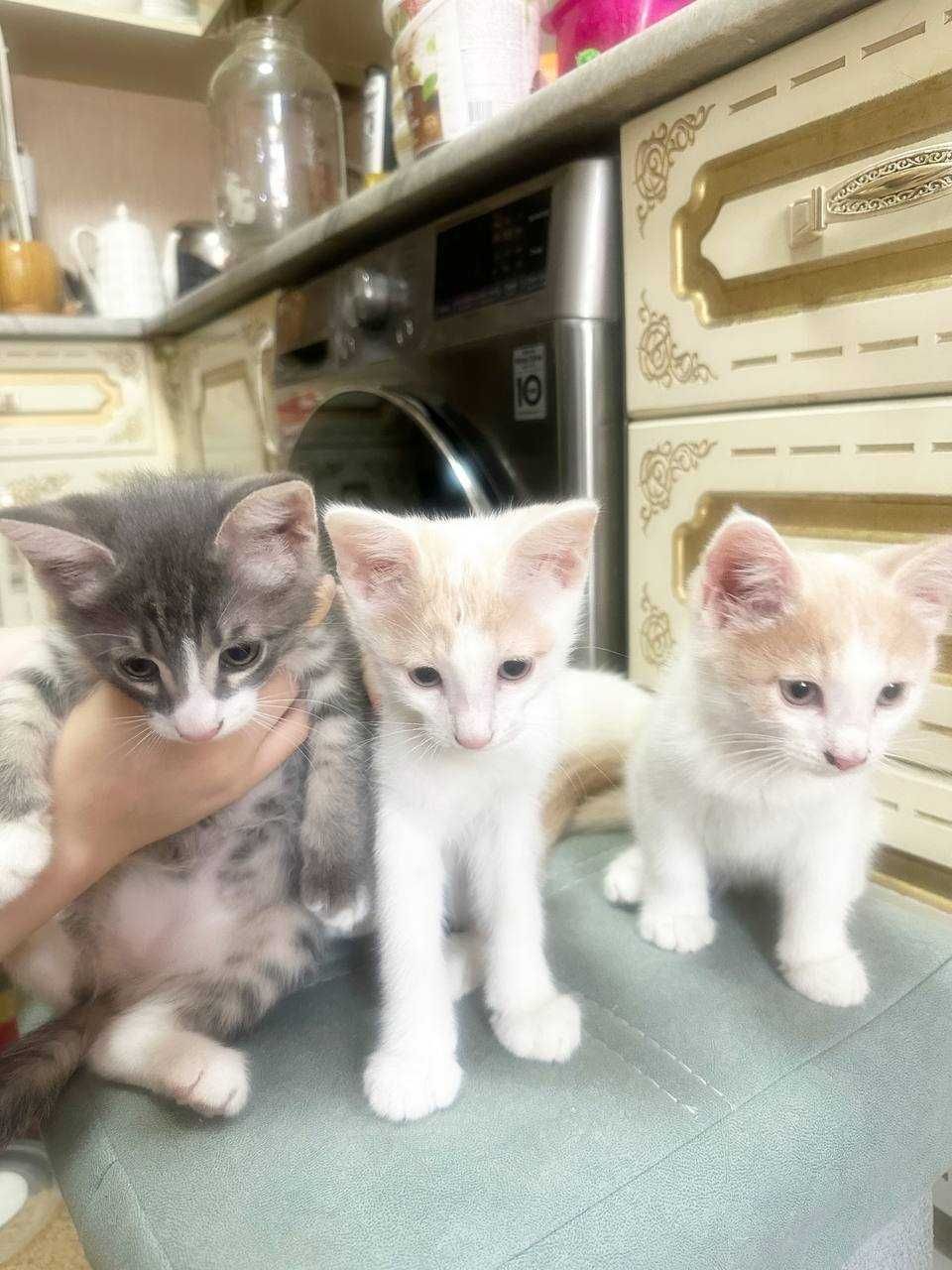 Срочно! Отдам котят в добрые руки. Домашние ухоженные!!!