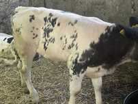 Vand albastru belgian
