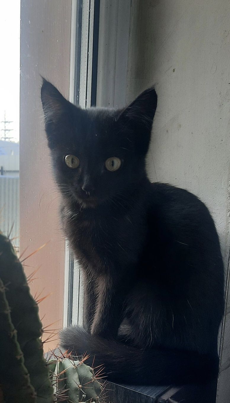 Котенок, девочка ищет дом.