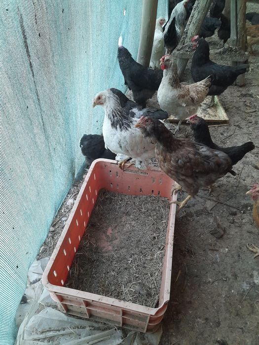 домашные птицы. товуклар