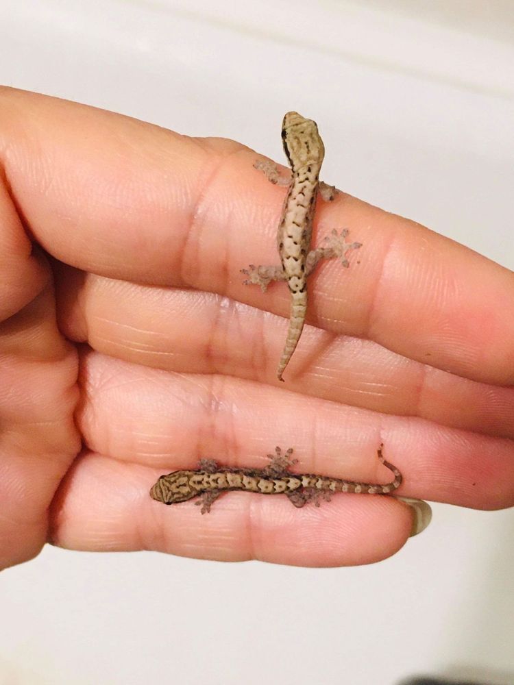 Gecko Lepidodactylus lugubris