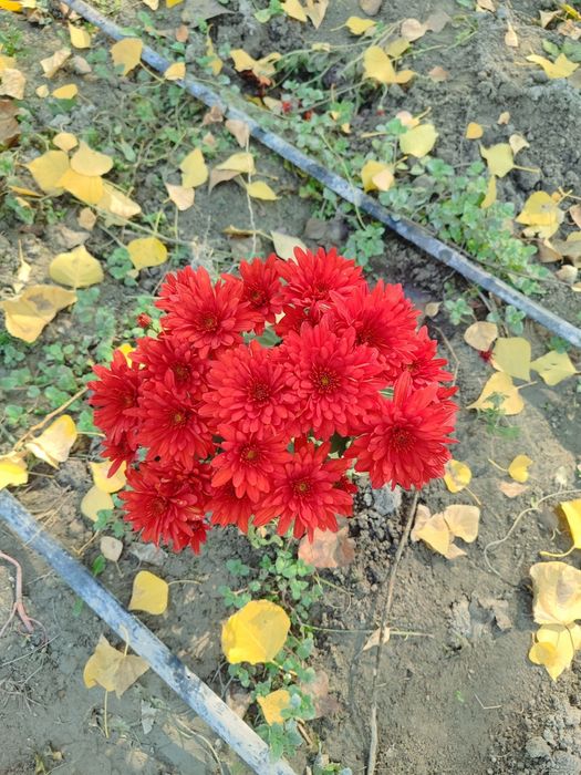 Xrizantema gullar 6xilrang