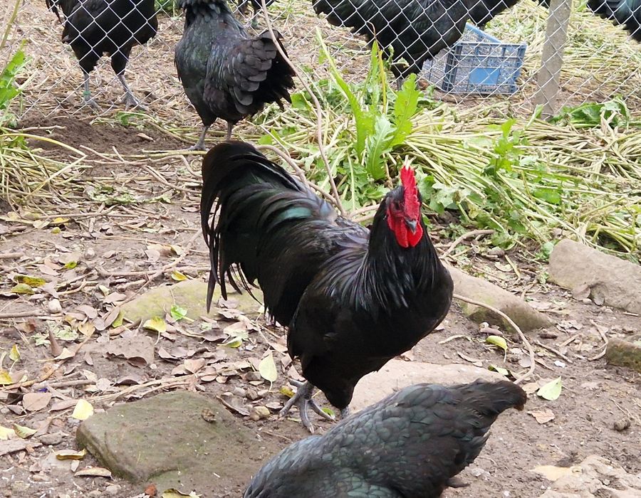 Cocoși Australop negru