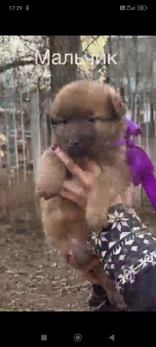 Отдам в добрые ручки