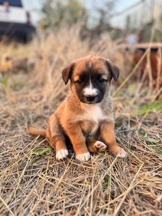 Отдам щенят в дом дворняги