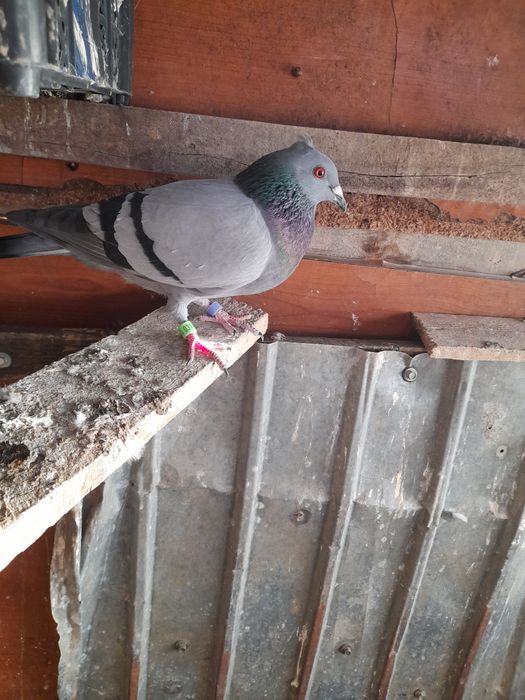 Vând 9 porumbei inelati