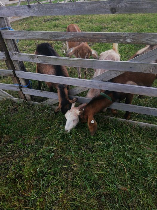 Vând 3 capre ai 1 tap