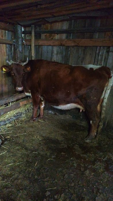 Продаются коровы