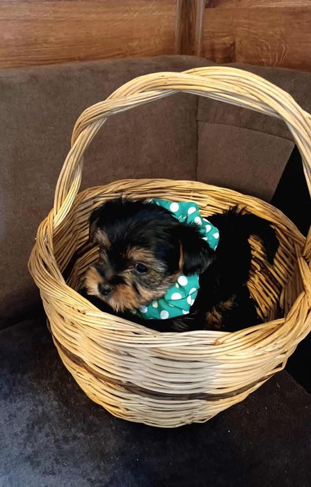 Бебе Йоркширски териер