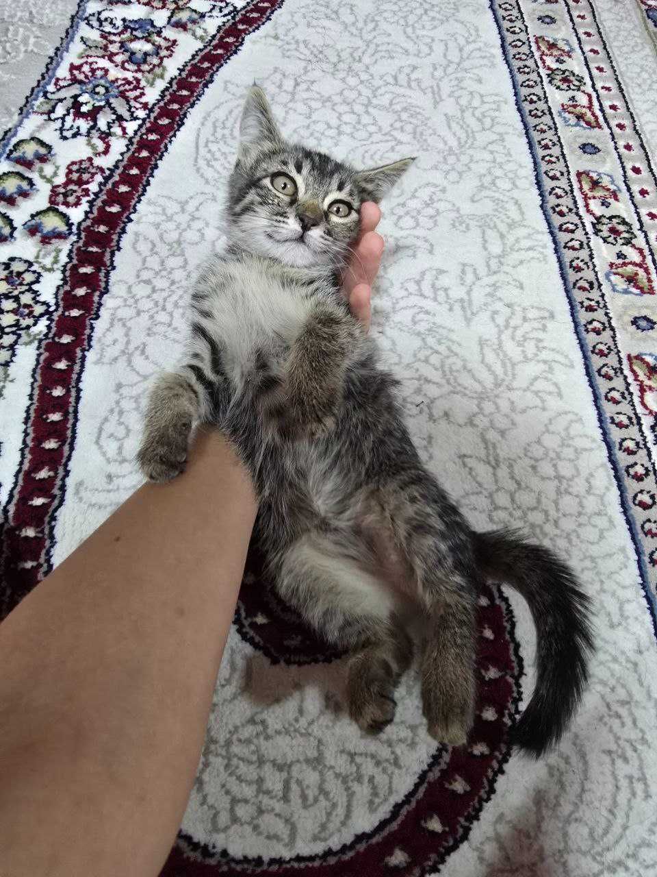 отдаем котят в хорошие руки