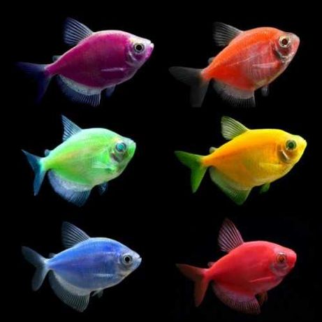 Тернеции GloFish